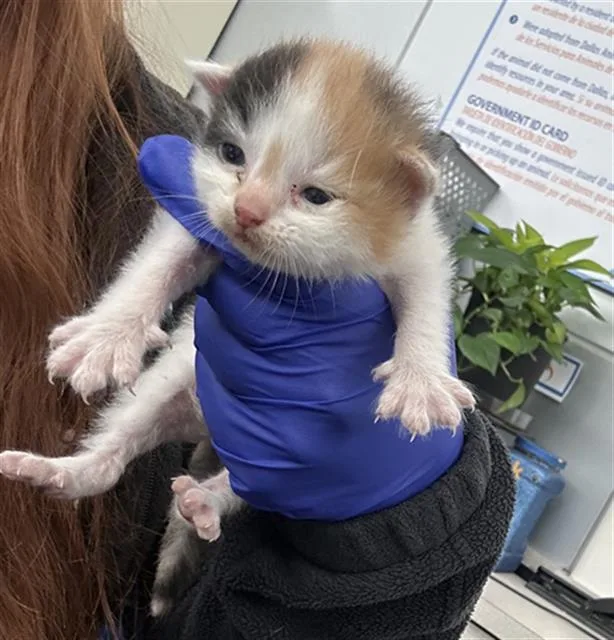 A baby medium-sized female Domestic Short Hair cat named Nami for adoption in Dallas, TX
