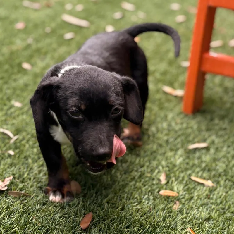 Chandler thumbnail 2