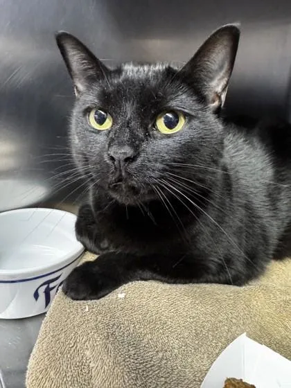 An adult small-sized female Bombay cat named Miss Luna for adoption in Roseville, CA