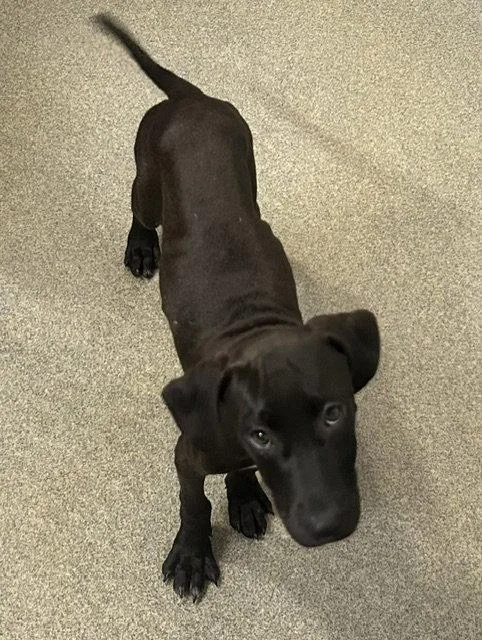 A young medium-sized female Labrador Retriever dog named Beth months for adoption in Sterling, MA