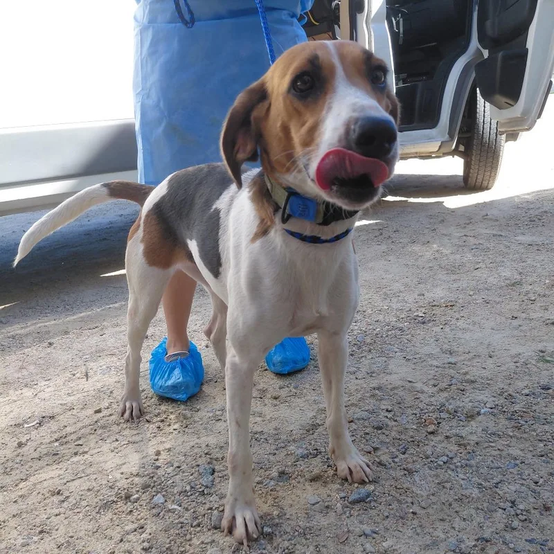 An adult medium-sized female Coonhound dog named Scout for adoption in LOXAHATCHEE, FL