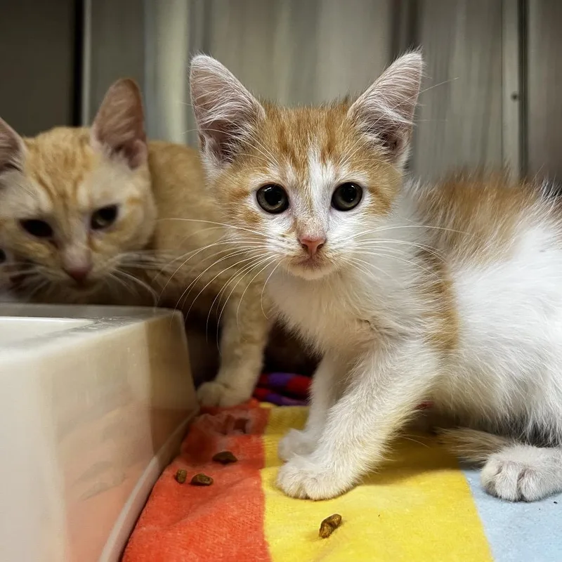 A baby small-sized female Domestic Short Hair cat named Blair for adoption in Harrisville, WV