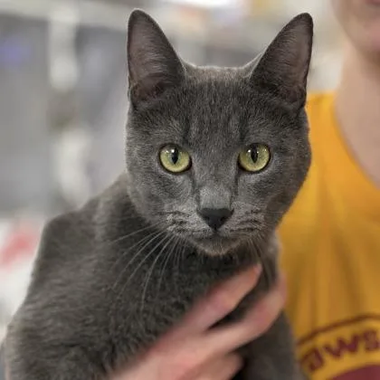 An adult small-sized female Russian Blue cat named Trish for adoption in Gwinn, MI