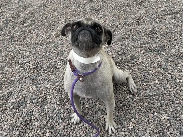 An adult small-sized female Pug dog named Eloise for adoption in Mesa, AZ