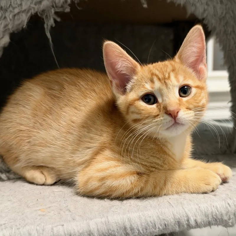 A baby medium-sized male Tabby (Orange / Red) Domestic Short Hair cat named Crush for adoption in Wilmington, OH