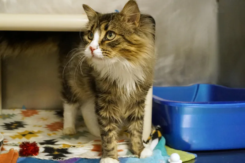 An adult medium-sized male Tabby (Brown / Chocolate) Domestic Medium Hair cat named Kion for adoption in New Milford, CT