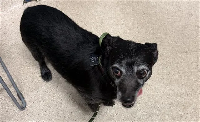 An adult small-sized male Terrier dog named Roscoe for adoption in Bakersfield, CA