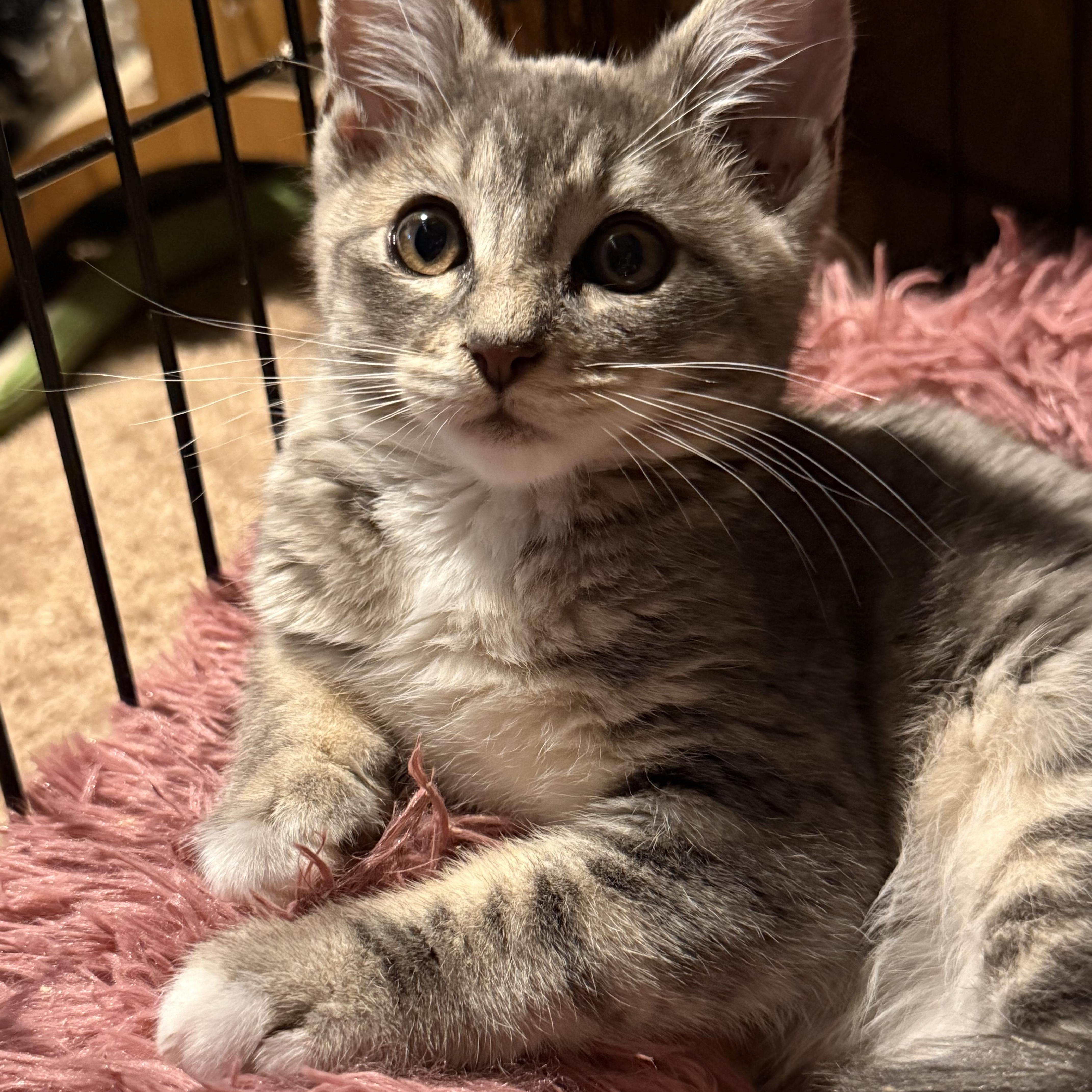 A baby medium-sized female Domestic Short Hair cat named Denver for adoption in Rochester, WA