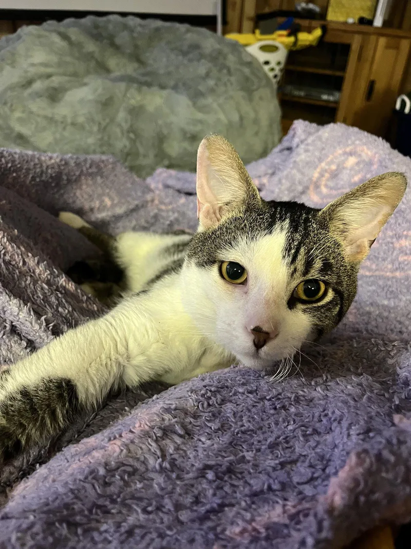 An adult medium-sized male Tabby cat named Artemis for adoption in Aurora, IL