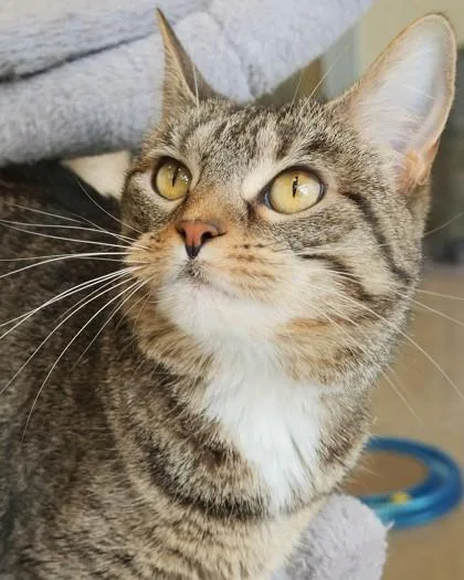An adult small-sized female Domestic Short Hair cat named Wrigley for adoption in Fishers, IN