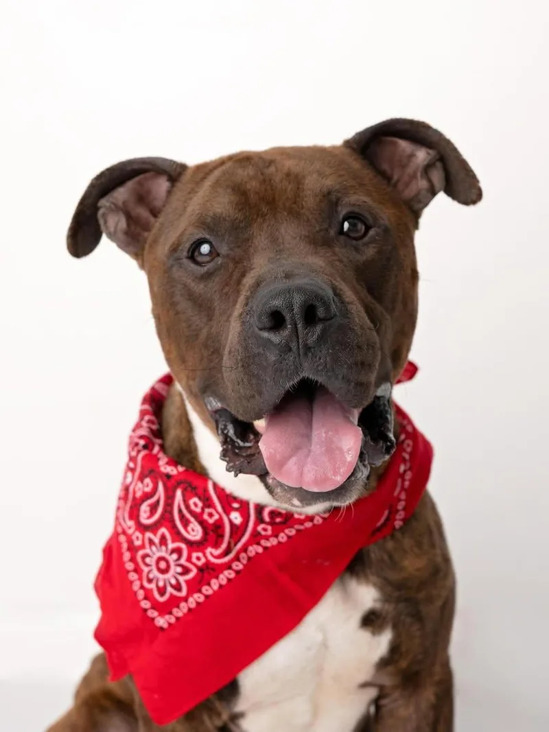 Toffeebam Bam thumbnail 2