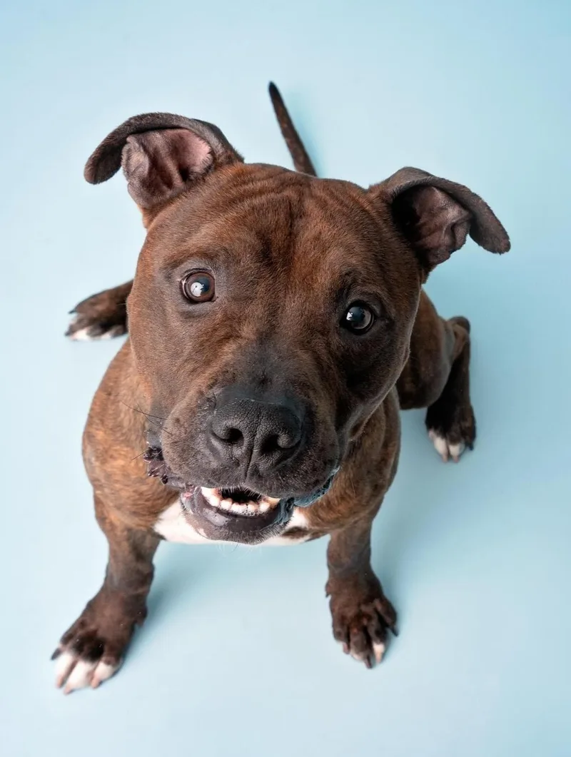 Toffeebam Bam thumbnail 4