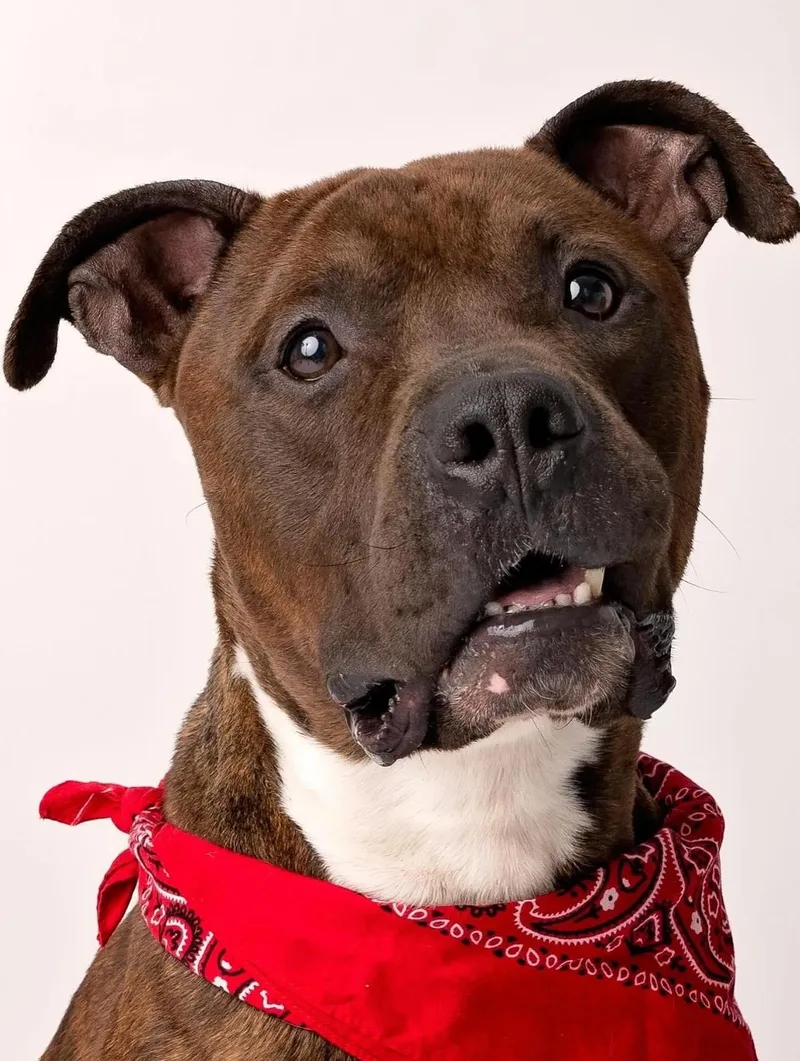 Toffeebam Bam thumbnail 5