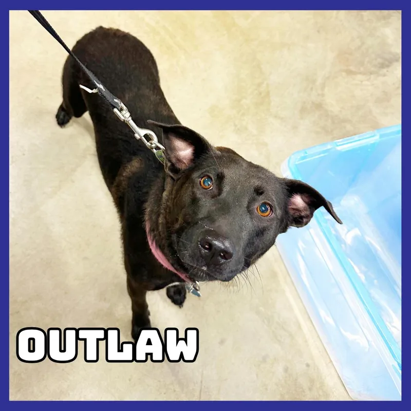 Outlaw