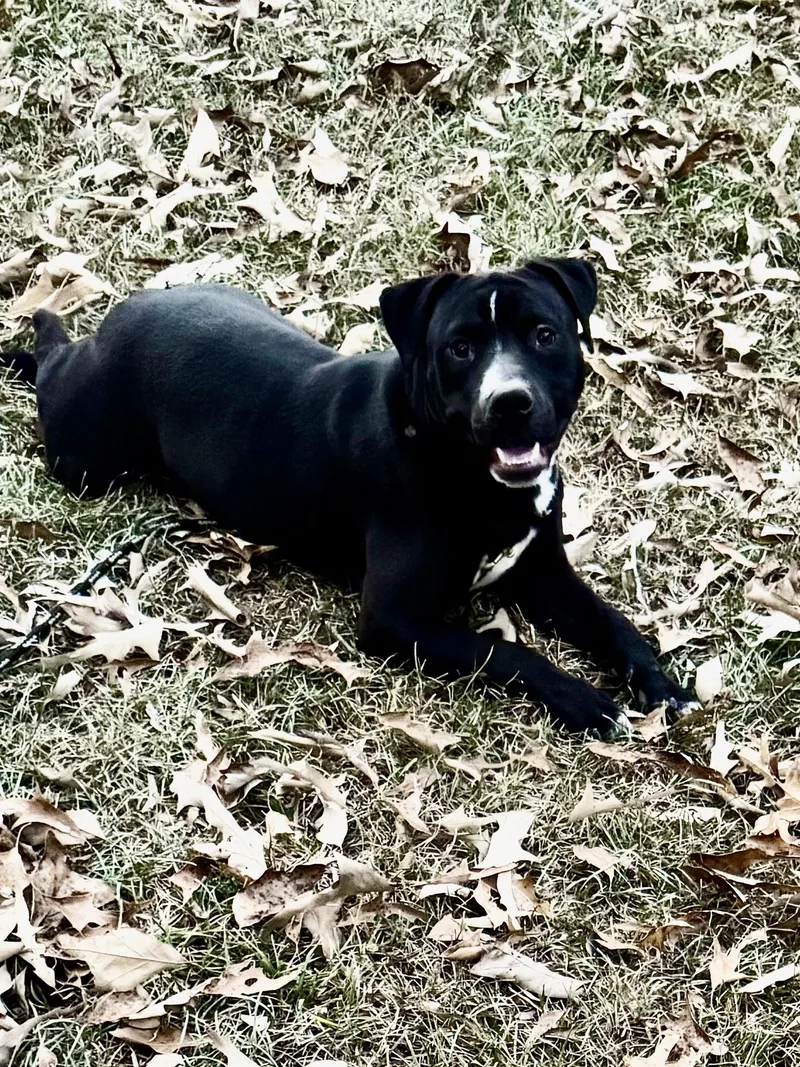A young medium-sized male Black Labrador Retriever dog named Duke of Earl for adoption in Alexandria, LA