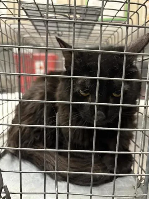 An adult large-sized female Domestic Short Hair cat named Gracey for adoption in Las Vegas, NV