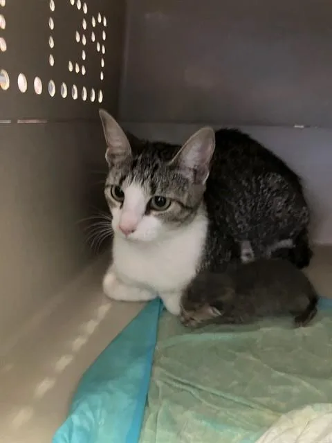 A young small-sized female Domestic Short Hair cat named Winnie for adoption in Dallas, TX