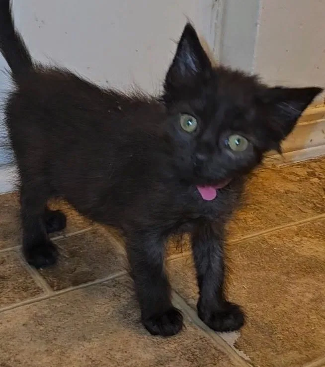 A baby medium-sized female Black Domestic Short Hair cat named Wilma for adoption in Pasco, WA
