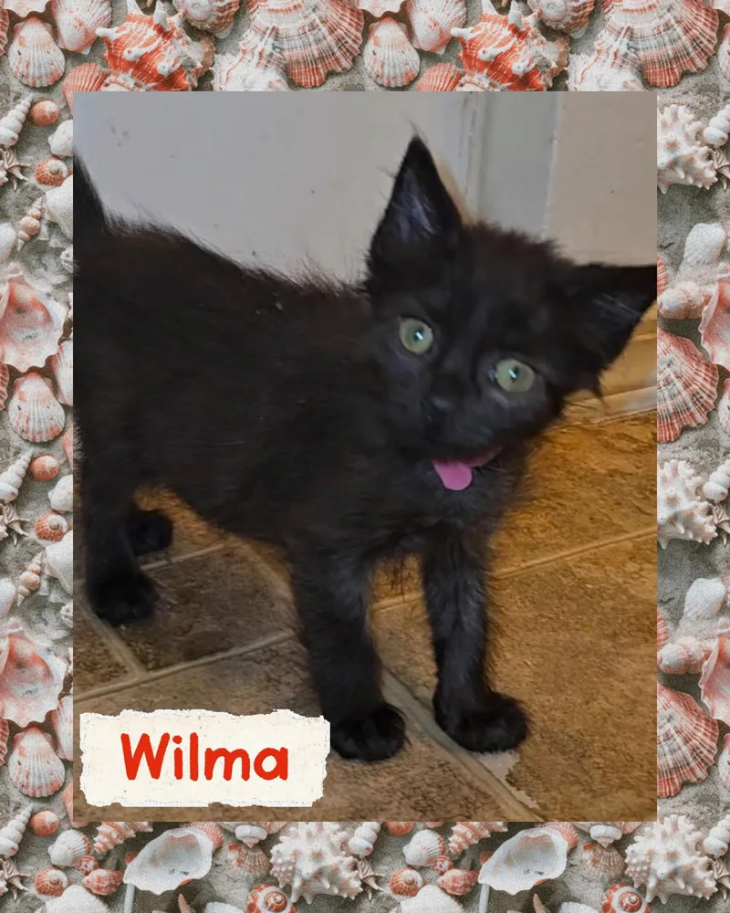 Wilma thumbnail 2