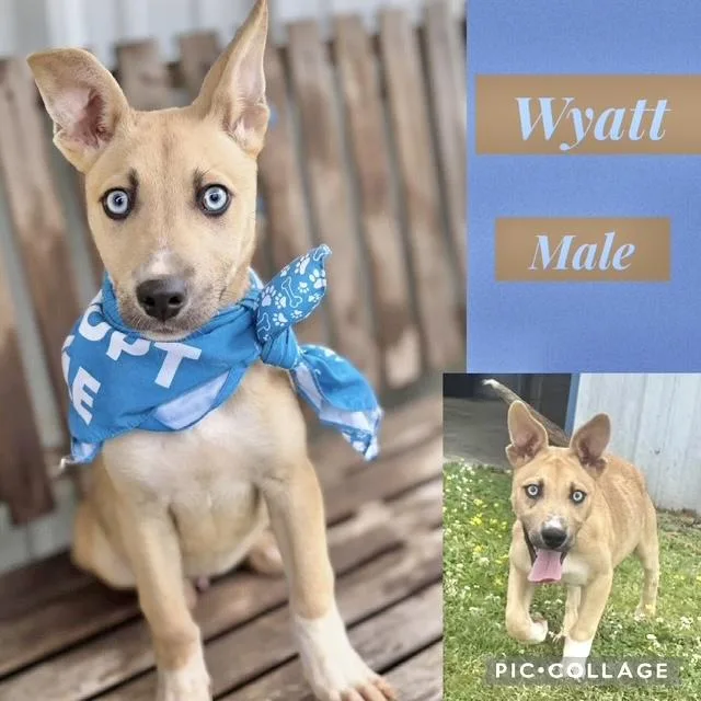 A baby medium-sized male German Shepherd Dog dog named Wyatt for adoption in Manchester, CT