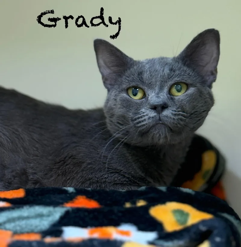 An adult medium-sized male Gray / Blue / Silver Domestic Short Hair cat named Grady for adoption in Pawleys Island, SC
