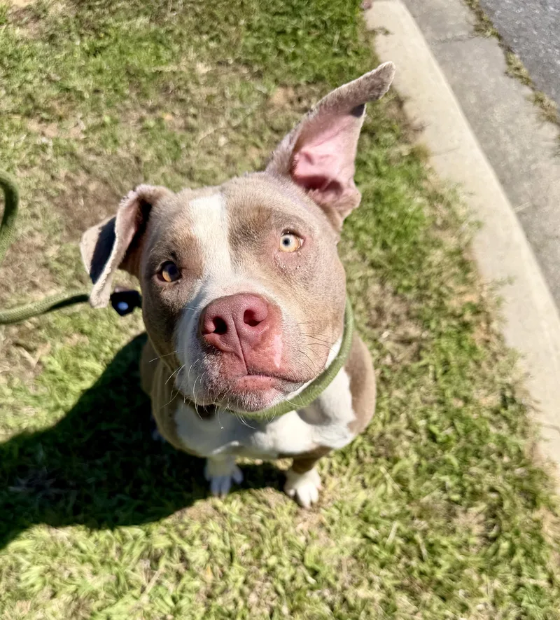 An adult medium-sized female Apricot / Beige Terrier dog named Millie for adoption in Lancaster, SC