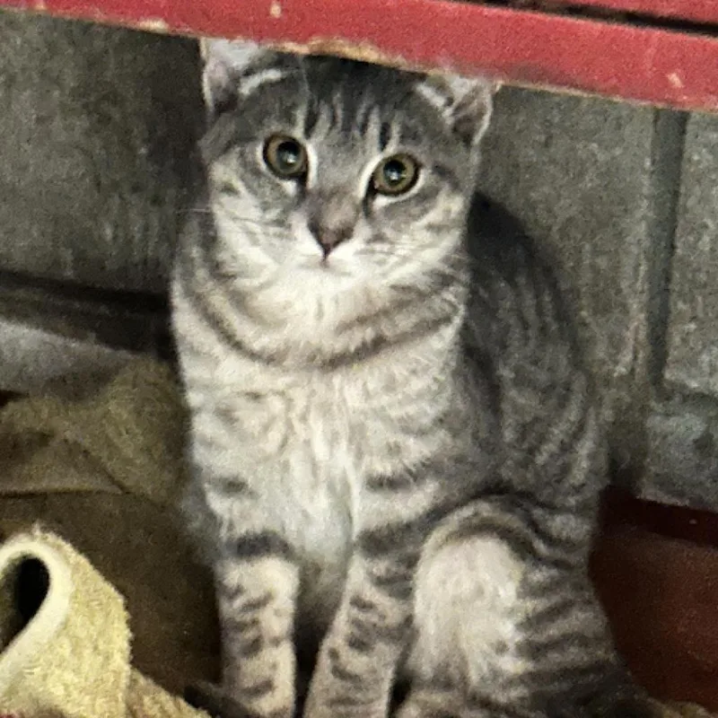 An adult small-sized female Gray / Blue / Silver Domestic Short Hair cat named Grayson for adoption in Baldwin, WI