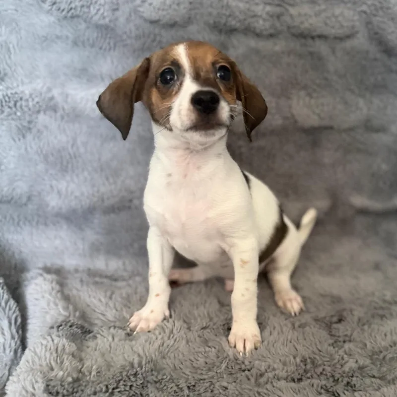 A baby small-sized male White / Cream Chihuahua dog named Peter Pan for adoption in Las Vegas, NV