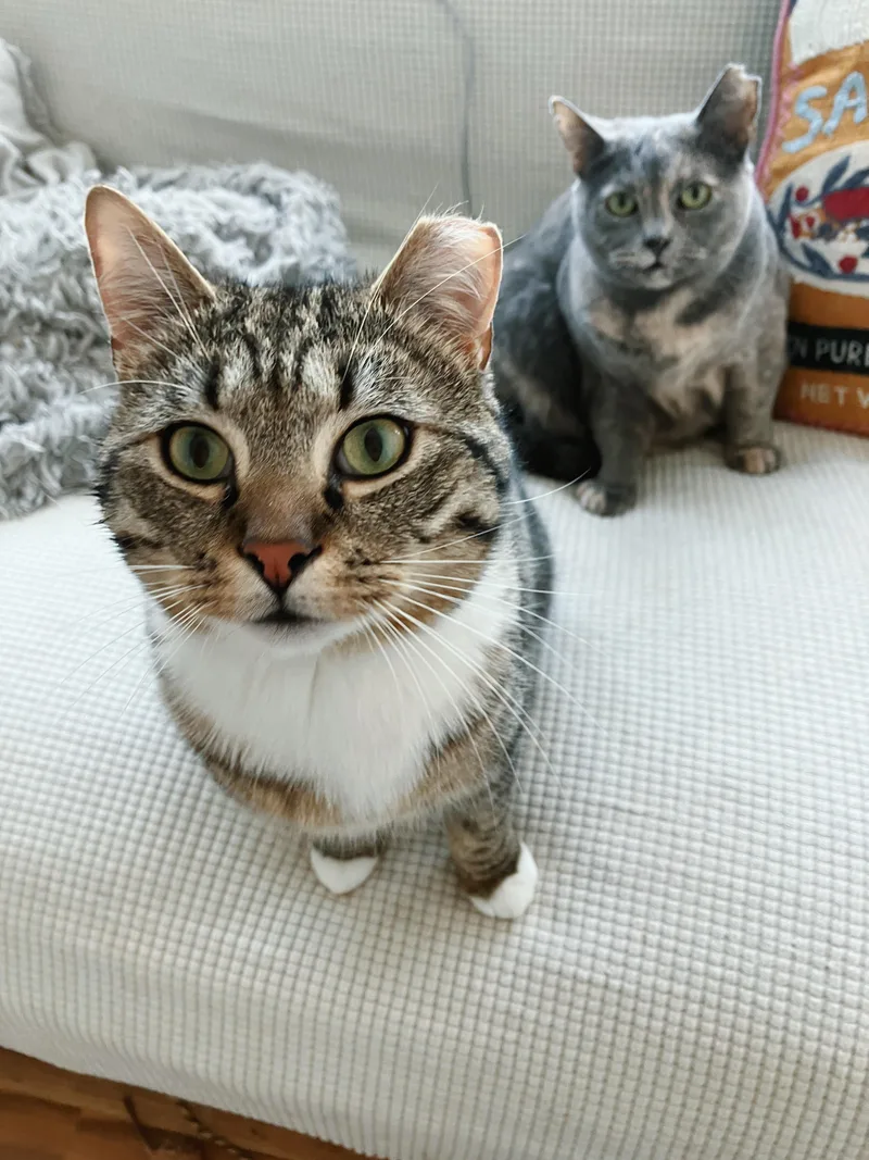 A young medium-sized male Tabby (Brown / Chocolate) Domestic Short Hair cat named Wilbur for adoption in Alexandria, VA