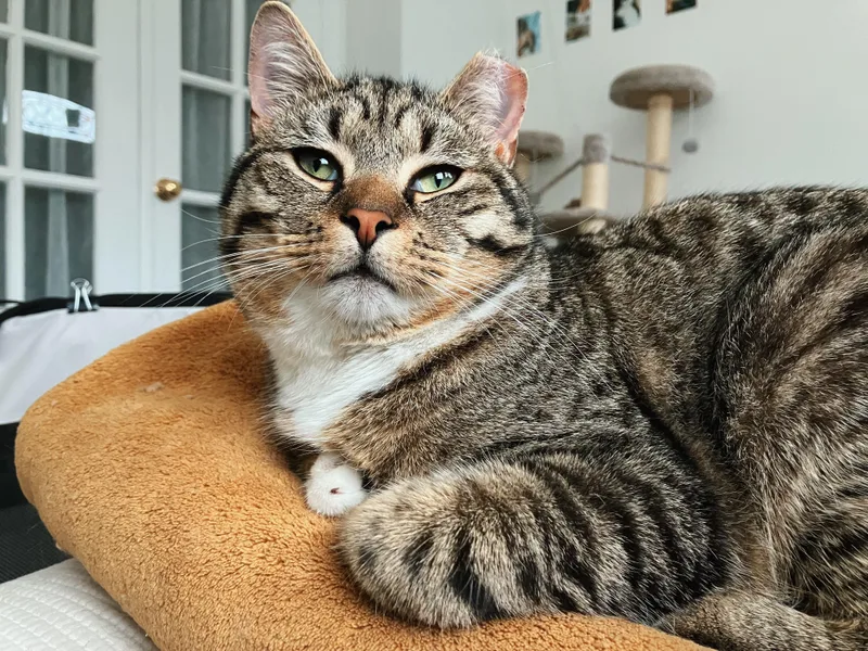 Wilbur thumbnail 2