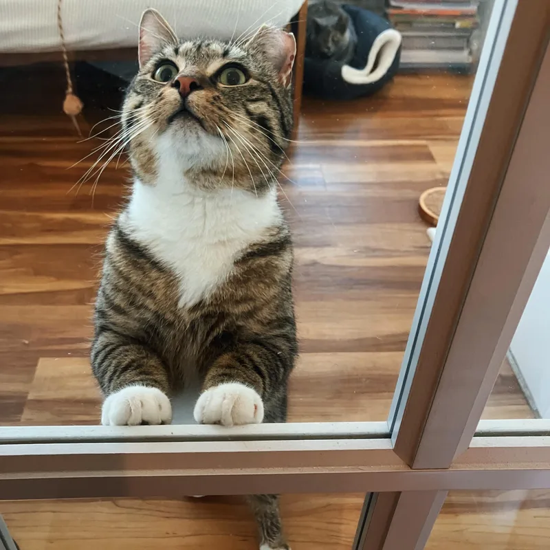 Wilbur thumbnail 4