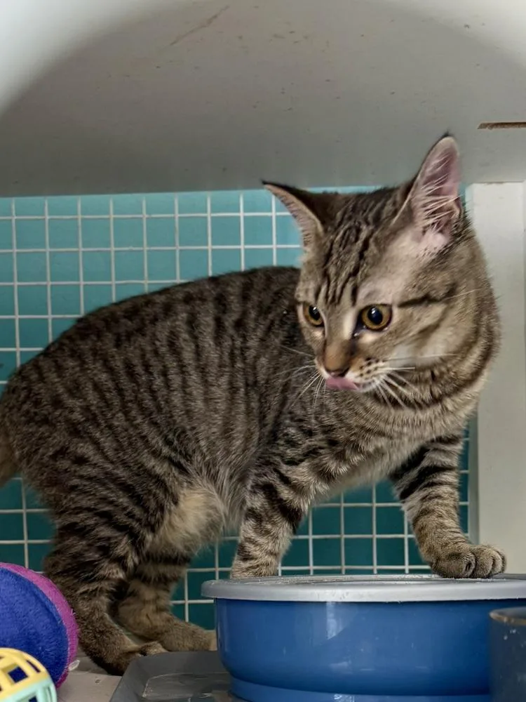 A young medium-sized female Brown / Chocolate Tabby cat named Twix for adoption in Kinston, NC
