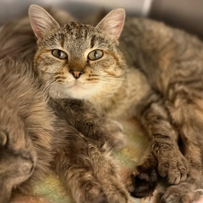 A young medium-sized female Domestic Short Hair cat named Cinnamon for adoption in Thayne, WY