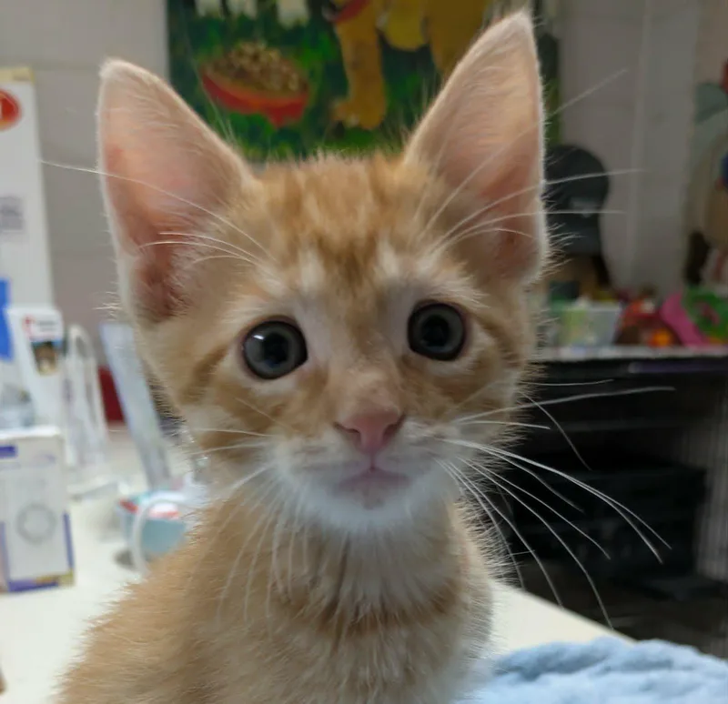 A baby medium-sized male Tabby (Orange / Red) Domestic Short Hair cat named Otto for adoption in Ozark, AL