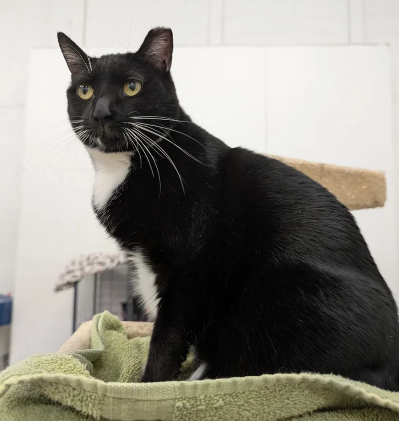 A young large-sized female Domestic Short Hair cat named Juniper for adoption in West Palm Beach, FL