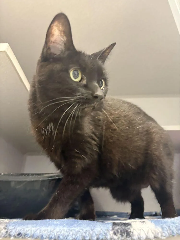A senior medium-sized female Black Domestic Short Hair cat named Dolores for adoption in Bowling Green, OH