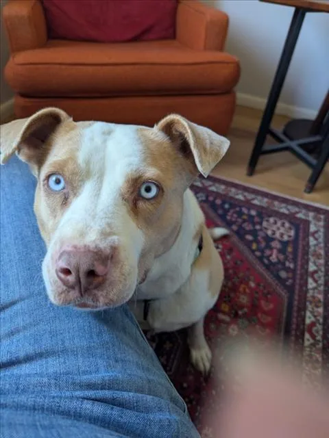 An adult medium-sized female Mixed Breed dog named Mia for adoption in Santa Fe, NM