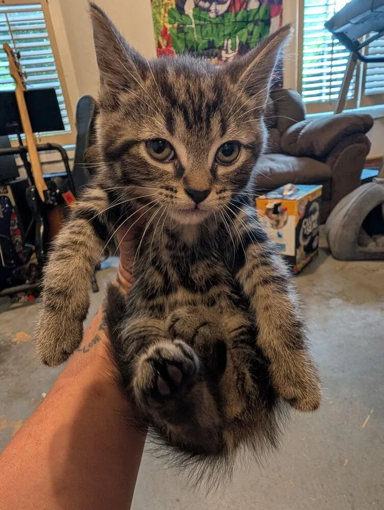 A baby medium-sized male Gray / Blue / Silver Domestic Short Hair cat named Shinji for adoption in Kannapolis, NC