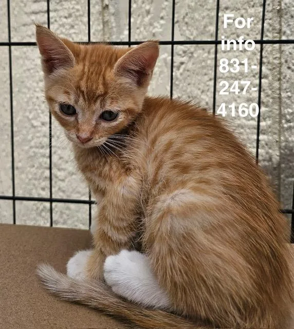 A baby medium-sized female Orange & White Domestic Short Hair cat named Ginger for adoption in Santa Cruz, CA