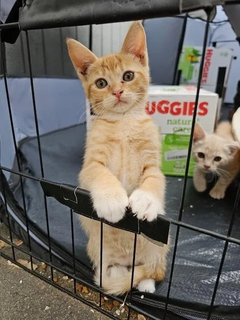 Ginger thumbnail 3