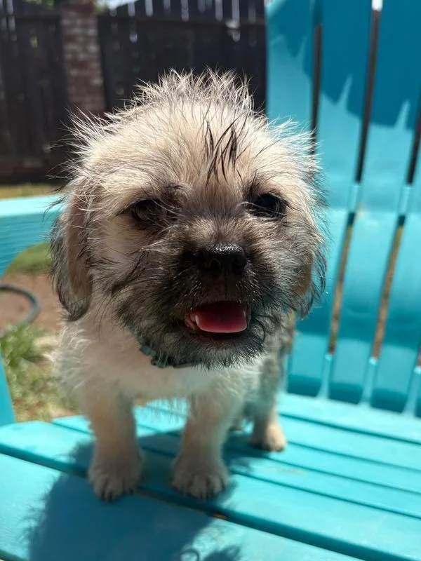 A baby small-sized male Pug dog named Neptune for adoption in San Diego, CA