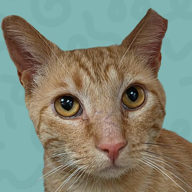 An adult medium-sized male Orange / Red Domestic Short Hair cat named Otto for adoption in Reno, NV