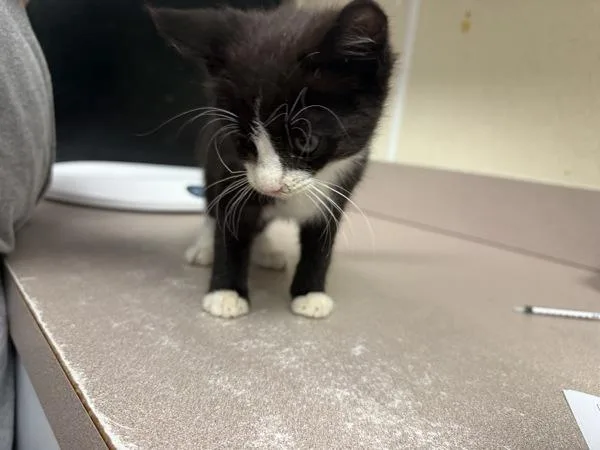 A baby small-sized male Domestic Short Hair cat named Ranch for adoption in Salisbury, MD