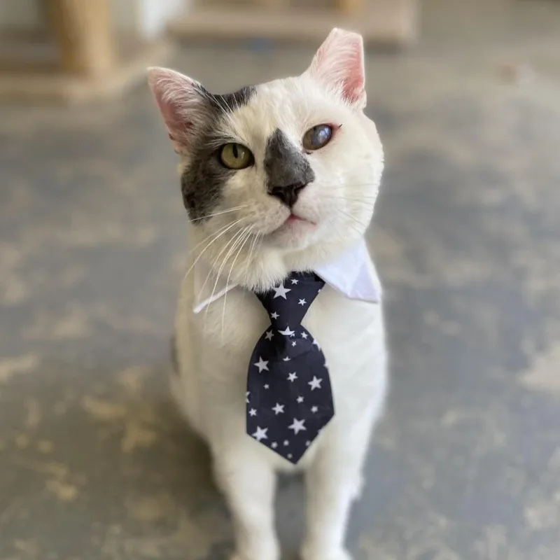 An adult large-sized male White Domestic Short Hair cat named Kermit for adoption in Morgan Hill, CA
