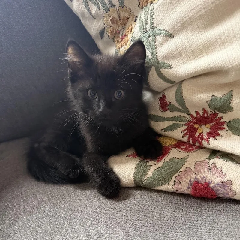 A baby small-sized male Black Domestic Short Hair cat named Blackberry Pie for adoption in Potomac, MD