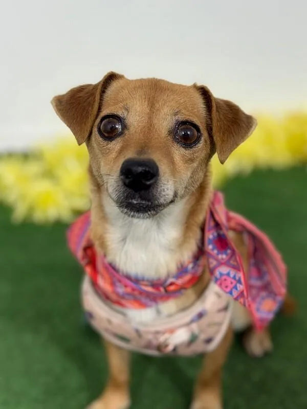 A young small-sized female Yellow / Tan / Blond / Fawn Chihuahua dog named Mini for adoption in Carlsbad, CA