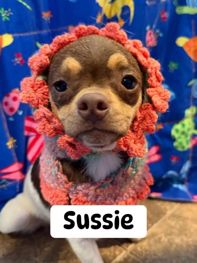 A young small-sized female Tricolor (Brown, Black, & White) Mixed Breed dog named Sussie for adoption in Scranton, PA
