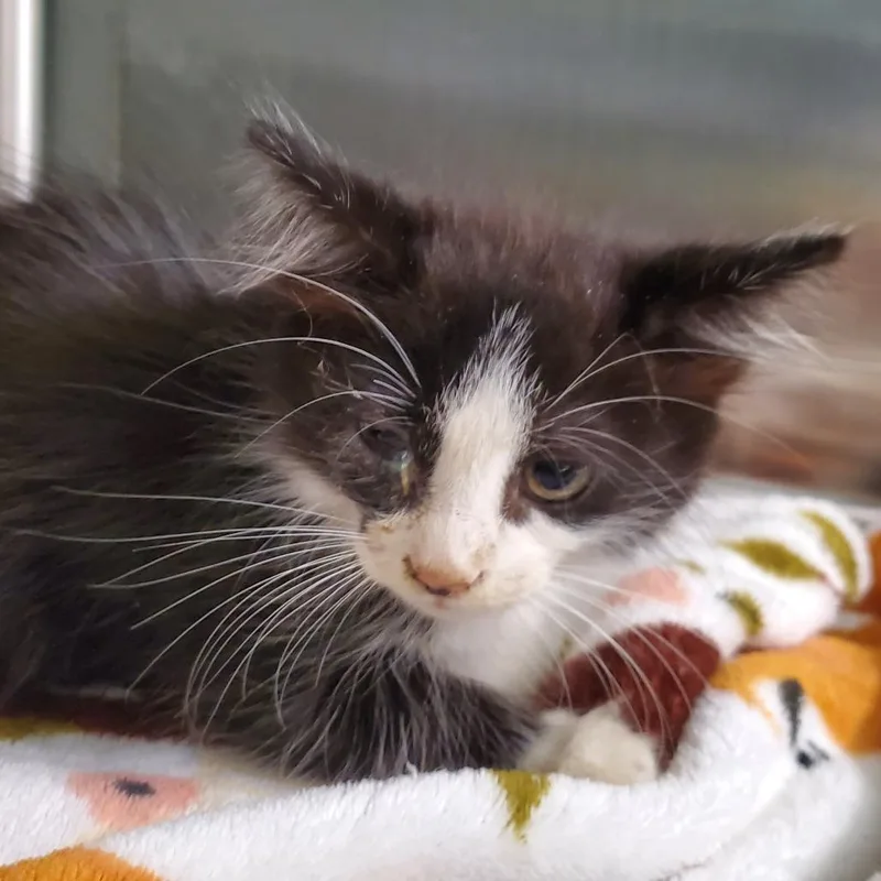 A baby small-sized female Domestic Short Hair cat named Murphy for adoption in Lake Jackson, TX