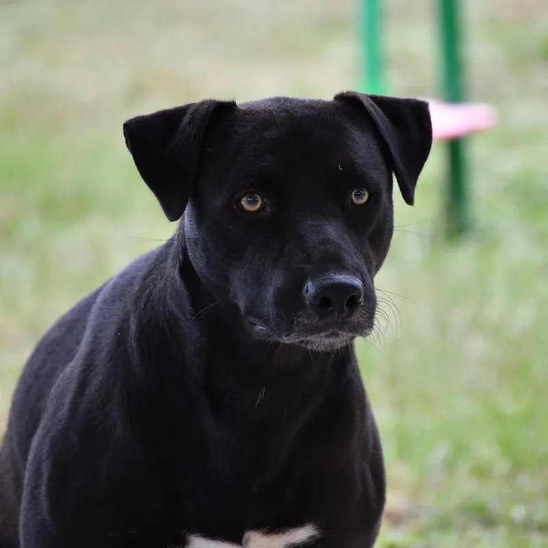 An adult large-sized male Black Mixed Breed dog named Charles for adoption in Defuniak Springs, FL