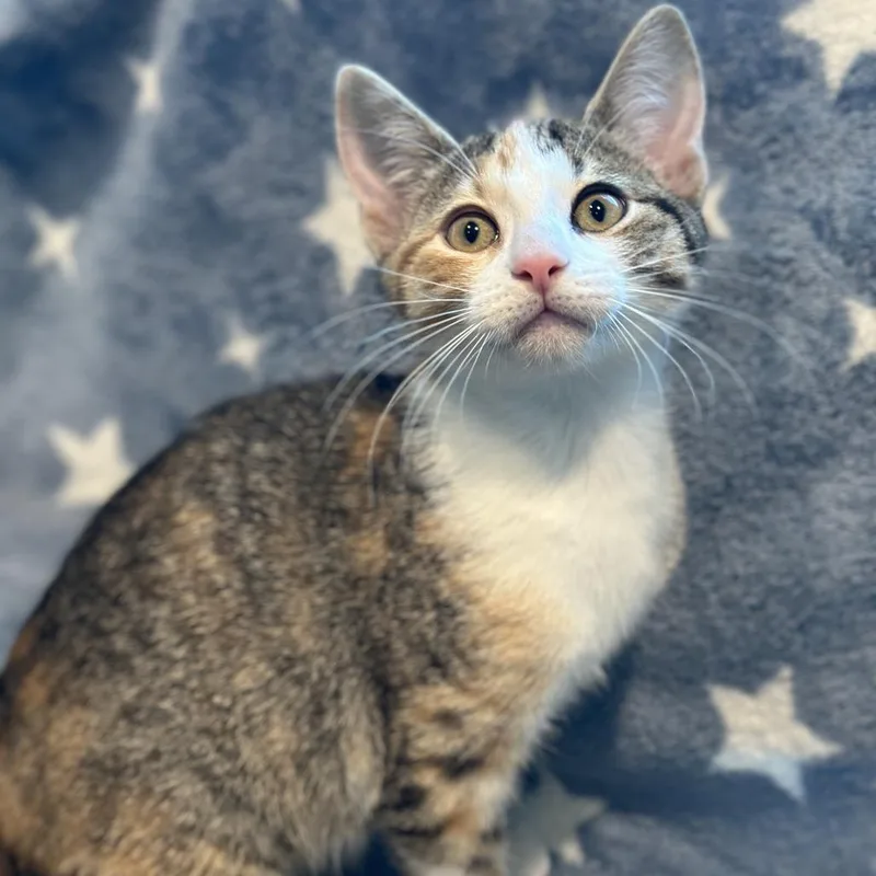 A baby small-sized female Torbie Domestic Short Hair cat named Holly for adoption in Matteson, IL